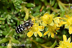Späte Grossstirnschwebfliege (Scaeva pyrastri) auf Bewimpertem Steinbrech (Saxifraga aizoides) (F224833) Späte Grossstirnschwebfliege (Scaeva pyrastri) auf Bewimpertem Steinbrech (Saxifraga aizoides) (F224833)