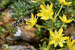 Späte Grossstirnschwebfliege (Scaeva pyrastri) auf Bewimpertem Steinbrech (Saxifraga aizoides) (F224834) Späte Grossstirnschwebfliege (Scaeva pyrastri) auf Bewimpertem Steinbrech (Saxifraga aizoides) (F224834)
