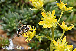 Späte Grossstirnschwebfliege (Scaeva pyrastri) auf Bewimpertem Steinbrech (Saxifraga aizoides) (F224835) Späte Grossstirnschwebfliege (Scaeva pyrastri) auf Bewimpertem Steinbrech (Saxifraga aizoides) (F224835)