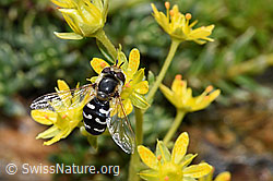 Späte Grossstirnschwebfliege (Scaeva pyrastri) auf Bewimpertem Steinbrech (Saxifraga aizoides) (F224836) Späte Grossstirnschwebfliege (Scaeva pyrastri) auf Bewimpertem Steinbrech (Saxifraga aizoides) (F224836)