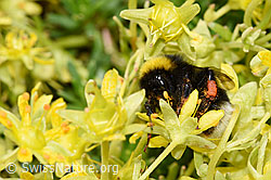Hellgelbe Erdhummel (Bombus lucorum) auf Bewimpertem Steinbrech (Saxifraga aizoides) (F224840) Hellgelbe Erdhummel (Bombus lucorum) auf Bewimpertem Steinbrech (Saxifraga aizoides) (F224840)