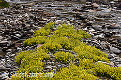Bewimperter Steinbrech (Saxifraga aizoides) (F224846) Bewimperter Steinbrech (Saxifraga aizoides) (F224846)