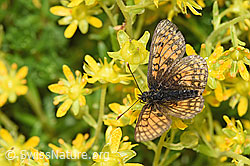 Bewimperter Steinbrech (Saxifraga aizoides)