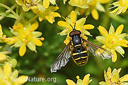 Chrysotoxum fasciatum on Saxifraga aizoides (F224854) Chrysotoxum fasciatum on Saxifraga aizoides (F224854)