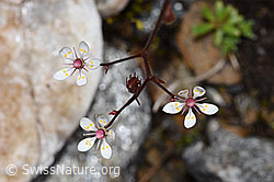 Sternblütiger Steinbrech (Saxifraga stellaris) (F224855) Sternblütiger Steinbrech (Saxifraga stellaris) (F224855)