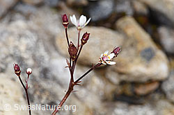Sternblütiger Steinbrech (Saxifraga stellaris) (F224857) Sternblütiger Steinbrech (Saxifraga stellaris) (F224857)