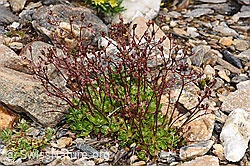 Sternblütiger Steinbrech (Saxifraga stellaris) (F224861) Sternblütiger Steinbrech (Saxifraga stellaris) (F224861)