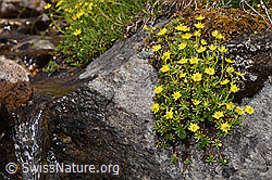 Bewimperter Steinbrech (Saxifraga aizoides) (F224862) Bewimperter Steinbrech (Saxifraga aizoides) (F224862)