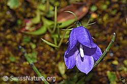 Scheuchzers Glockenblume (Campanula scheuchzeri) (F224865) Scheuchzers Glockenblume (Campanula scheuchzeri) (F224865)