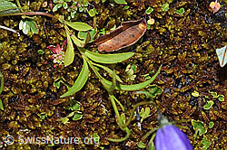 Scheuchzers Glockenblume (Campanula scheuchzeri) (F224866) Scheuchzers Glockenblume (Campanula scheuchzeri) (F224866)