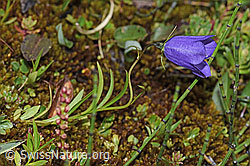 Scheuchzers Glockenblume (Campanula scheuchzeri) (F224867) Scheuchzers Glockenblume (Campanula scheuchzeri) (F224867)