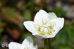 Sumpf-Herzblatt (Parnassia palustris) (21.07.2022, F224870)