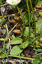 Parnassia palustris (F224871)