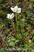 Sumpf-Herzblatt (Parnassia palustris) (21.07.2022, F224872)