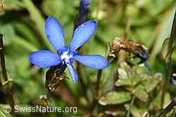 Bayrischer Enzian (Gentiana bavarica) (21.07.2022, F224874)