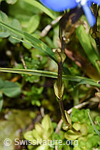 Gentiana bavarica (F224875)