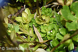Gentiana bavarica (F224877)