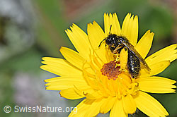 Foto: Grosse Zottelbiene (Panurgus banksianus)
