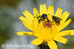 Foto: Grosse Zottelbiene (Panurgus banksianus)