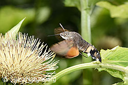 C-Falter (Polygonia c-album) an Kohldistel (Cirsium oleraceum)