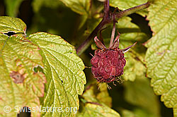 Himbeere (Rubus idaeus) (F230088)