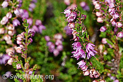 Besenheide (Calluna vulgaris) (F230092)