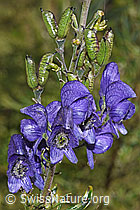 Dichtblütiger Eisenhut (Aconitum napellus ssp. vulgare) (F230106) Dichtblütiger Eisenhut (Aconitum napellus ssp. vulgare) (F230106)