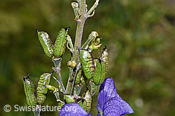 Dichtblütiger Eisenhut (Aconitum napellus ssp. vulgare) (F230107) Dichtblütiger Eisenhut (Aconitum napellus ssp. vulgare) (F230107)