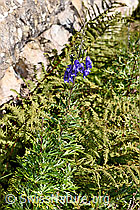 Dichtblütiger Eisenhut (Aconitum napellus ssp. vulgare) (F230116) Dichtblütiger Eisenhut (Aconitum napellus ssp. vulgare) (F230116)