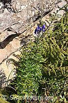 Dichtblütiger Eisenhut (Aconitum napellus ssp. vulgare) (F230117) Dichtblütiger Eisenhut (Aconitum napellus ssp. vulgare) (F230117)