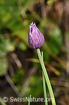 Schnittlauch (Allium schoenoprasum) (F230128) Schnittlauch (Allium schoenoprasum) (F230128)