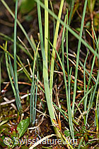 Schnittlauch (Allium schoenoprasum) (F230129) Schnittlauch (Allium schoenoprasum) (F230129)