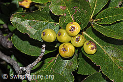 Zwergmispel (Sorbus chamaemespilus) (F230133) Zwergmispel (Sorbus chamaemespilus) (F230133)