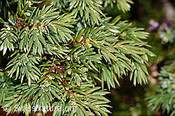 Juniperus communis var. saxatilis (F230144)