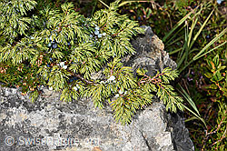 Juniperus communis var. saxatilis (F230148)