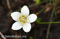 Sumpf-Herzblatt (Parnassia palustris) (29.08.2022, F230152)