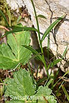 Scheuchzers Glockenblume (Campanula scheuchzeri) (F230170) Scheuchzers Glockenblume (Campanula scheuchzeri) (F230170)