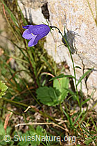 Scheuchzers Glockenblume (Campanula scheuchzeri) (F230172) Scheuchzers Glockenblume (Campanula scheuchzeri) (F230172)