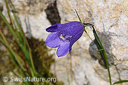 Scheuchzers Glockenblume (Campanula scheuchzeri) (F230173) Scheuchzers Glockenblume (Campanula scheuchzeri) (F230173)