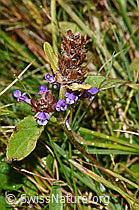 Gemeine Brunelle (Prunella vulgaris) (F230178) Gemeine Brunelle (Prunella vulgaris) (F230178)