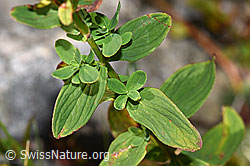 Geflecktes Johanniskraut (Hypericum maculatum) (F230183)