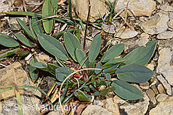Alpen-Wundklee (Anthyllis vulneraria ssp. alpestris) (F230227) Alpen-Wundklee (Anthyllis vulneraria ssp. alpestris) (F230227)