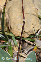 Alpen-Wundklee (Anthyllis vulneraria ssp. alpestris) (F230228) Alpen-Wundklee (Anthyllis vulneraria ssp. alpestris) (F230228)