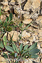 Alpen-Wundklee (Anthyllis vulneraria ssp. alpestris) (F230230) Alpen-Wundklee (Anthyllis vulneraria ssp. alpestris) (F230230)