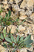 Alpen-Wundklee (Anthyllis vulneraria ssp. alpestris) (F230231) Alpen-Wundklee (Anthyllis vulneraria ssp. alpestris) (F230231)