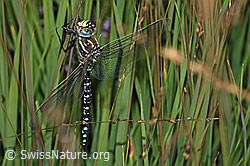 Foto: Torf-Mosaikjungfer (Aeshna juncea)