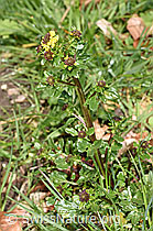 Gemeine Winterkresse (Barbarea vulgaris) (F238198)