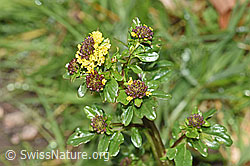 Gemeine Winterkresse (Barbarea vulgaris) (F238200)