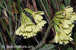 Wald-Schlüsselblume (Primula elatior) (F238209)