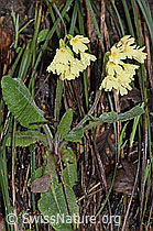 Wald-Schlüsselblume (Primula elatior) (F238215)